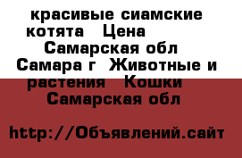  красивые сиамские котята › Цена ­ 2 000 - Самарская обл., Самара г. Животные и растения » Кошки   . Самарская обл.